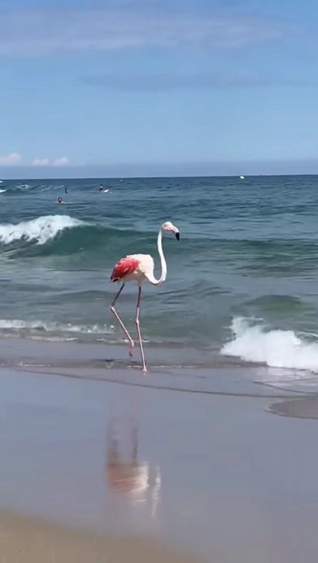 Un flamant rose sur la plage de Canet-en-Roussillon